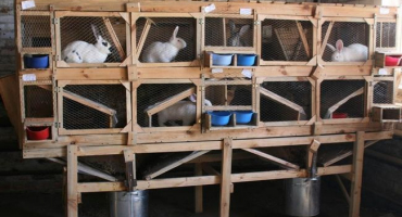 Dezinfekční ošetření králičích klecí